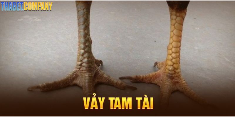 Vảy gà tam tài mạnh mẽ và siêu may mắn